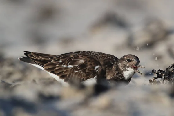 Doğal Habitat Helgoland Almanya Arenaria Dönüm Noktası — Stok fotoğraf