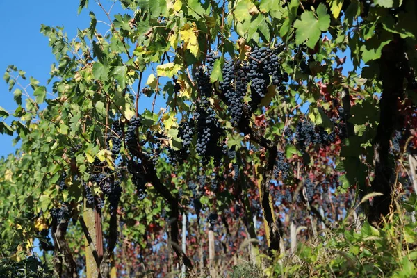 Vineyards Grapevines Remigius Chapel Wurmlinger Kapelle Baden Wuerttemberg — Stock Photo, Image