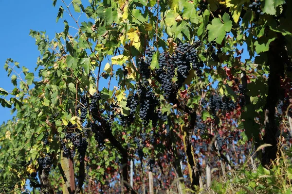 Vineyards Grapevines Remigius Chapel Wurmlinger Kapelle Baden Wuerttemberg — Stock Photo, Image