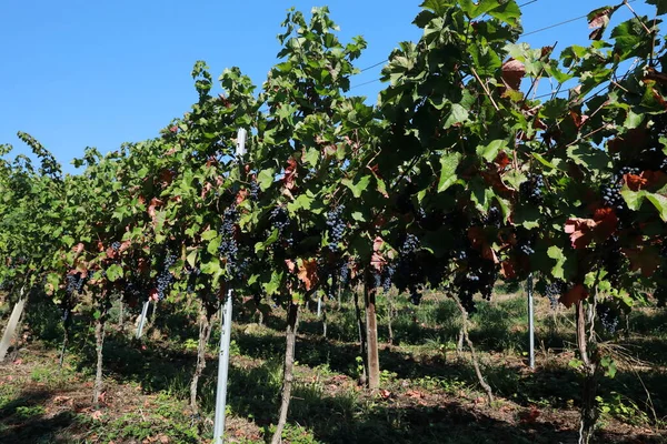 Weinberge Reben Der Remigius Kapelle Wurmlinger Kapelle Baden Württemberg — Stockfoto