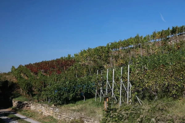 Vigneti Viti Nella Cappella San Remigius Wurmlinger Kapelle Baden Wuerttemberg — Foto Stock