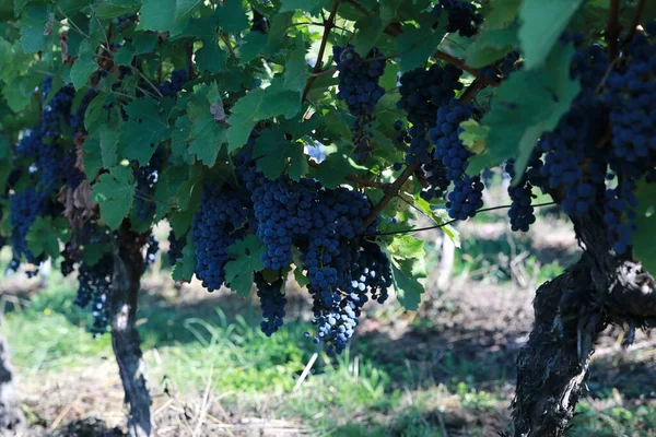 Vigneti Viti Nella Cappella San Remigius Wurmlinger Kapelle Baden Wuerttemberg — Foto Stock