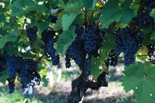 Vigneti Viti Nella Cappella San Remigius Wurmlinger Kapelle Baden Wuerttemberg — Foto Stock