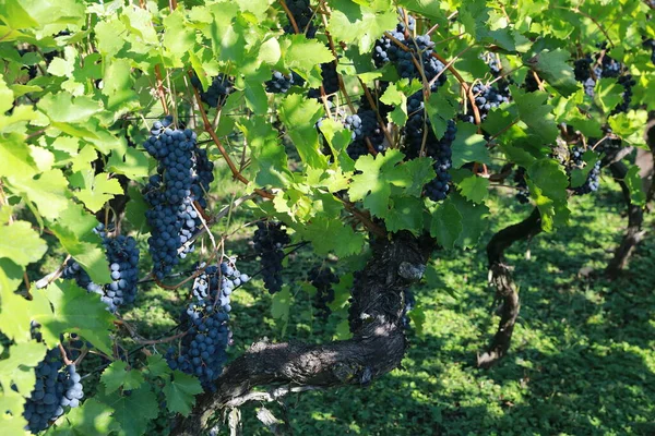 Vigneti Viti Nella Cappella San Remigius Wurmlinger Kapelle Baden Wuerttemberg — Foto Stock