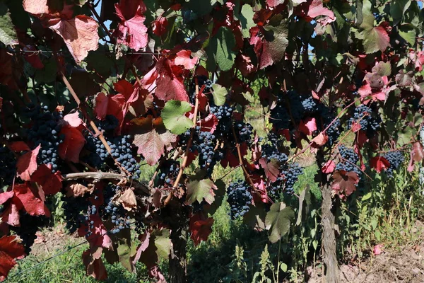 Vineyards Grapevines Remigius Chapel Wurmlinger Kapelle Baden Wuerttemberg — Stock Photo, Image