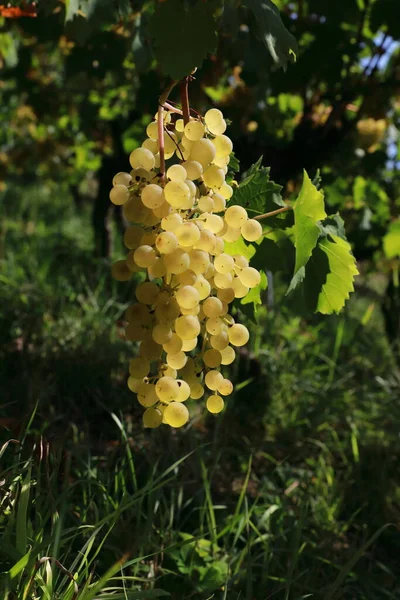 Viñedos Vides Capilla San Remigio Wurmlinger Kapelle Baden Wuerttemberg —  Fotos de Stock