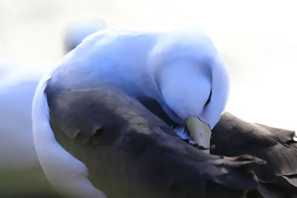 Μαυρόσυλα Albatros Thalassarche Melanophris Mollymawk Helgoland Island Γερμανία — Φωτογραφία Αρχείου