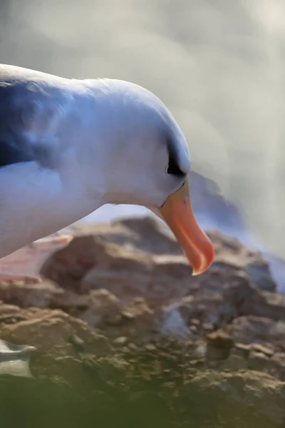 Svartbrynta Albatros Thalassarche Melanophris Eller Mollymawk Helgoland Tyskland — Stockfoto