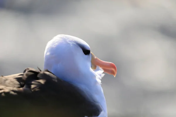 Μαυρόσυλα Albatros Thalassarche Melanophris Mollymawk Helgoland Island Γερμανία — Φωτογραφία Αρχείου