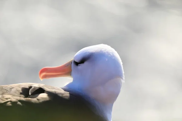 Albatros Testa Preta Thalassarche Melanophris Mollymawk Helgoland Island Alemanha — Fotografia de Stock