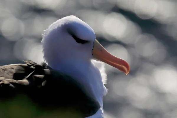 Fekete Böngészésű Albatros Thalassarche Melanophris Vagy Mollymawk Helgoland Island Németország — Stock Fotó