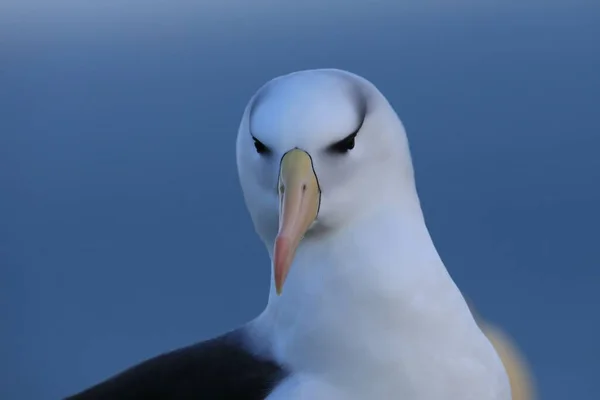 Albatros Černý Thalassarche Melanophris Nebo Mollymawk Helgoland Island Německo — Stock fotografie