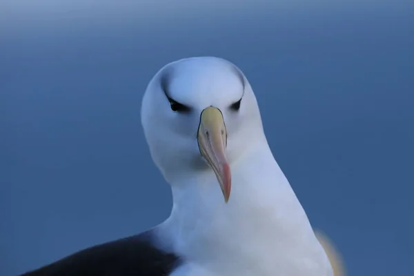 Albatros Testa Preta Thalassarche Melanophris Mollymawk Helgoland Island Alemanha — Fotografia de Stock