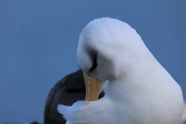 Albatros Cejas Negras Thalassarche Melanophris Mollymawk Helgoland Island Alemania — Foto de Stock