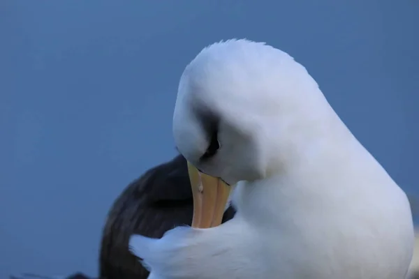 Svartbrynta Albatros Thalassarche Melanophris Eller Mollymawk Helgoland Tyskland — Stockfoto