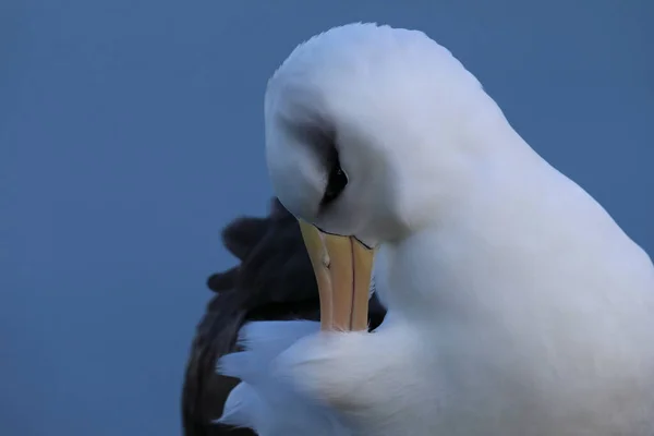 Albatros Testa Preta Thalassarche Melanophris Mollymawk Helgoland Island Alemanha — Fotografia de Stock