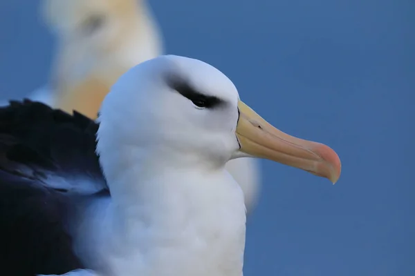 Albatros Testa Preta Thalassarche Melanophris Mollymawk Helgoland Island Alemanha — Fotografia de Stock