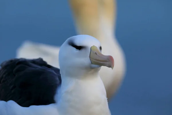 Albatros Thalassarche Melanophris Mollymawk Helgoland Island Germania — Foto Stock