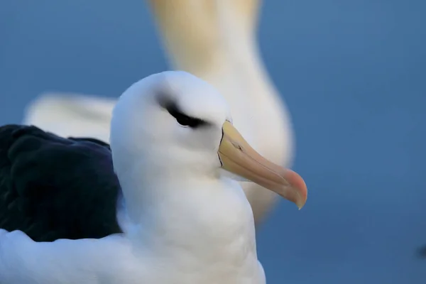 Fekete Böngészésű Albatros Thalassarche Melanophris Vagy Mollymawk Helgoland Island Németország — Stock Fotó