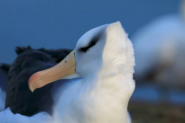Zwarte Wenkbrauwen Albatros Thalassarche Melanophris Mollymawk Helgoland Eiland Duitsland — Stockfoto