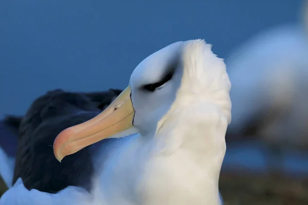 Μαυρόσυλα Albatros Thalassarche Melanophris Mollymawk Helgoland Island Γερμανία — Φωτογραφία Αρχείου