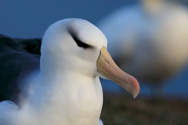 Albatros Testa Preta Thalassarche Melanophris Mollymawk Helgoland Island Alemanha — Fotografia de Stock