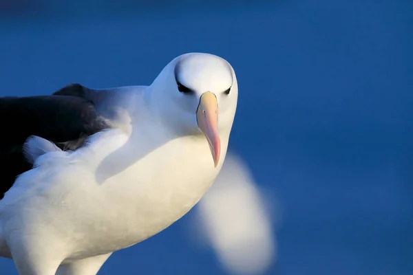 Albatros Czarny Thalassarche Melanophris Lub Mollymawk Helgoland Island Niemcy — Zdjęcie stockowe