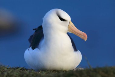 Black-browed Albatros ( Thalassarche melanophris ) or Mollymawk Helgoland Island Germany clipart
