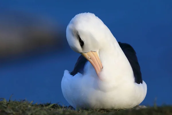 Albatros Testa Preta Thalassarche Melanophris Mollymawk Helgoland Island Alemanha — Fotografia de Stock