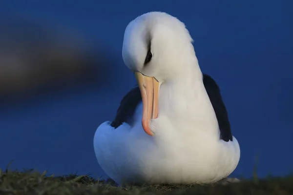 Albatros Testa Preta Thalassarche Melanophris Mollymawk Helgoland Island Alemanha — Fotografia de Stock