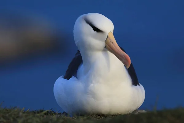 Fekete Böngészésű Albatros Thalassarche Melanophris Vagy Mollymawk Helgoland Island Németország — Stock Fotó