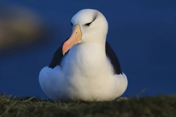 黑褐色的信天翁 Thalassarche Melanophris 或Mollymawk Helgoland Island Germany — 图库照片