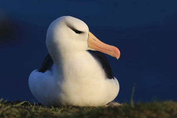 黑褐色的信天翁 Thalassarche Melanophris 或Mollymawk Helgoland Island Germany — 图库照片