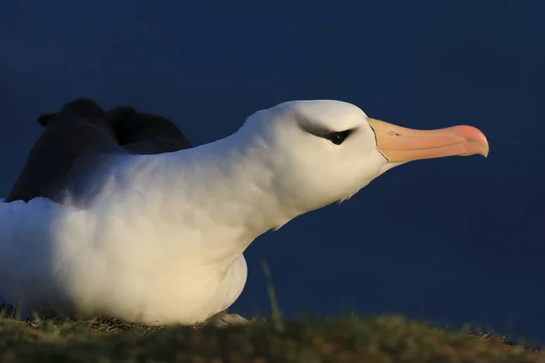 Albatros Testa Preta Thalassarche Melanophris Mollymawk Helgoland Island Alemanha — Fotografia de Stock