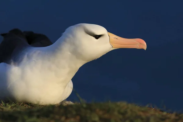 黑褐色的信天翁 Thalassarche Melanophris 或Mollymawk Helgoland Island Germany — 图库照片