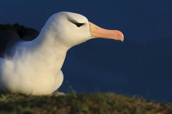 Albatros Testa Preta Thalassarche Melanophris Mollymawk Helgoland Island Alemanha — Fotografia de Stock