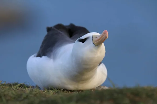 Μαυρόσυλα Albatros Thalassarche Melanophris Mollymawk Helgoland Island Γερμανία — Φωτογραφία Αρχείου