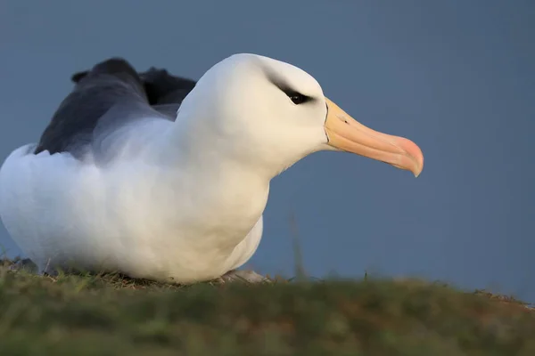 Albatros Testa Preta Thalassarche Melanophris Mollymawk Helgoland Island Alemanha — Fotografia de Stock