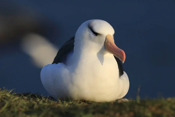 Albatros Thalassarche Melanophris Mollymawk Helgoland Island Germania — Foto Stock