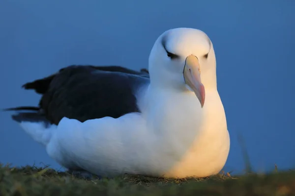 Albatros Testa Preta Thalassarche Melanophris Mollymawk Helgoland Island Alemanha — Fotografia de Stock