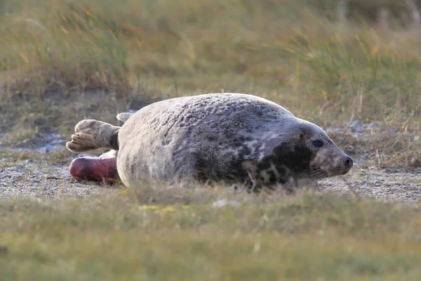 天然の生息地であるヘルゴラント ドイツにおいて ポップ Halichoerus Grypus を出産する灰色のシール — ストック写真