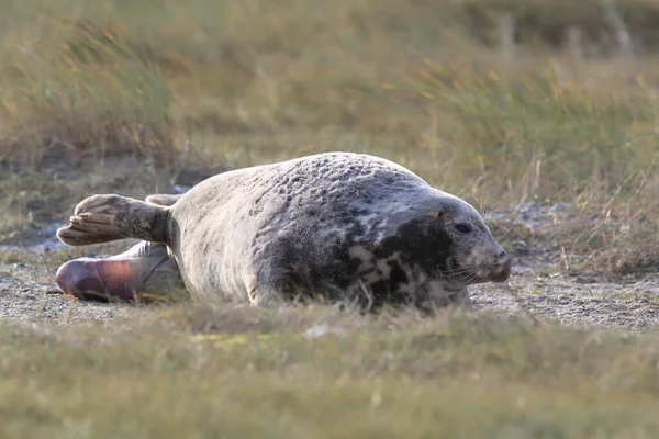 德国黑尔戈兰岛自然栖息地的灰海豹产仔 Halichoerus Grypus — 图库照片