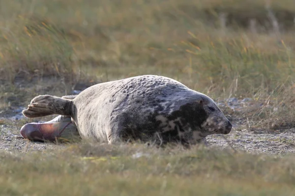 德国黑尔戈兰岛自然栖息地的灰海豹产仔 Halichoerus Grypus — 图库照片