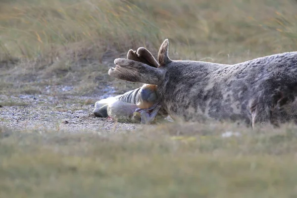 天然の生息地であるヘルゴラント ドイツにおいて ポップ Halichoerus Grypus を出産する灰色のシール — ストック写真