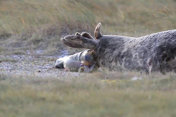 Grey Seal Giving Birth Pup Halichoerus Grypus Природному Середовищі Гельголанд — стокове фото