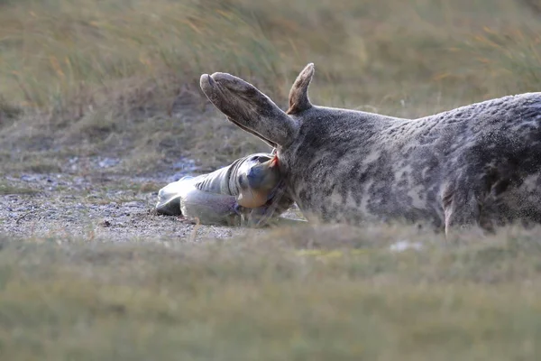 天然の生息地であるヘルゴラント ドイツにおいて ポップ Halichoerus Grypus を出産する灰色のシール — ストック写真