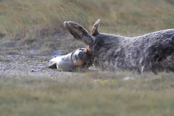 Grey Seal Giving Birth Pup Halichoerus Grypus Природному Середовищі Гельголанд — стокове фото