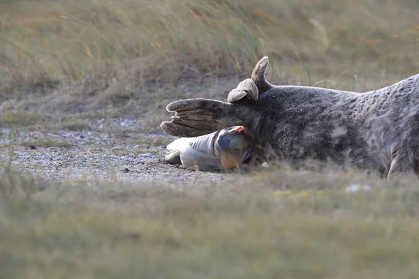 Grey Seal Giving Birth Pup Halichoerus Grypus Природному Середовищі Гельголанд — стокове фото