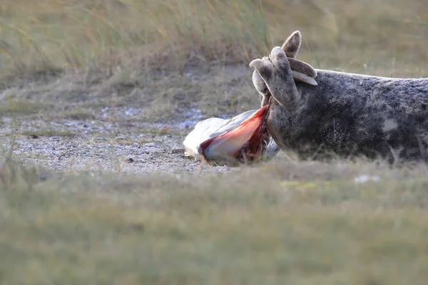 Grey Seal Giving Birth Pup Halichoerus Grypus Природному Середовищі Гельголанд — стокове фото