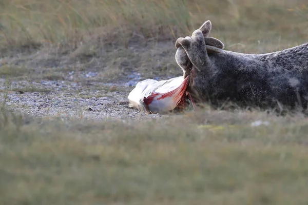 Focă Gri Care Naștere Puiului Halichoerus Grypus Habitatul Natural Helgoland — Fotografie, imagine de stoc